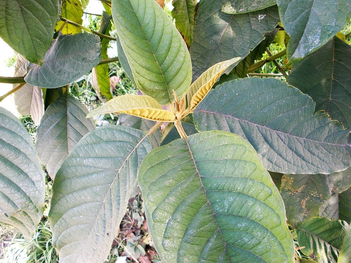 Cajeto - Vista principal